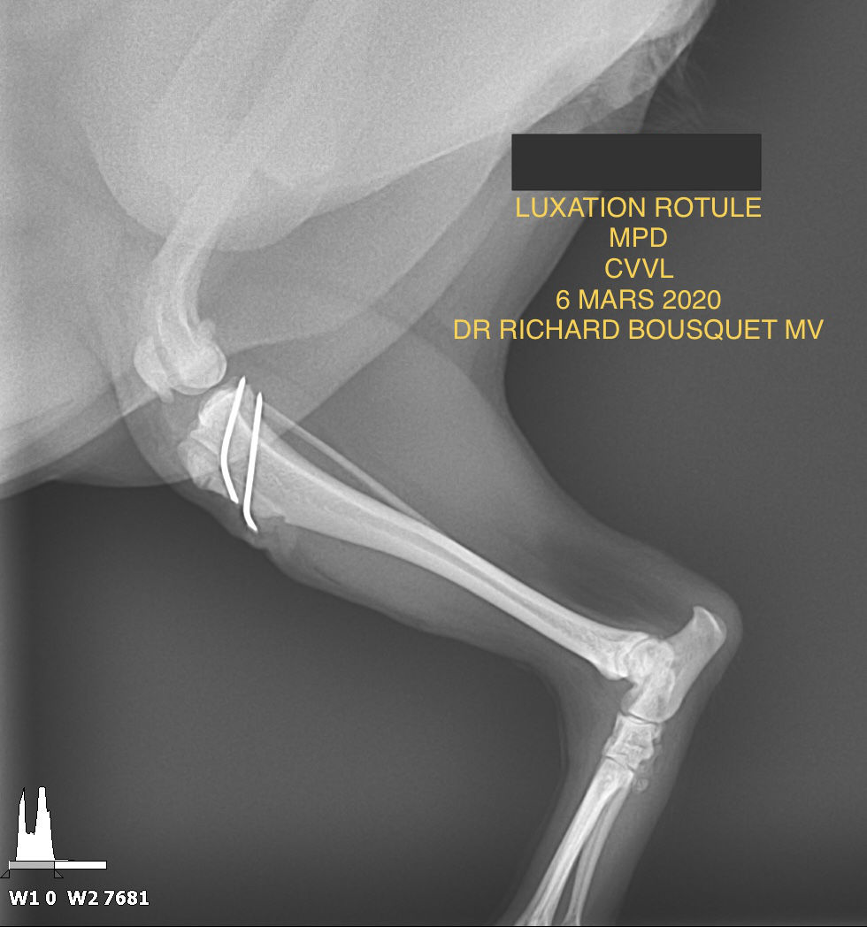 Correction luxation de rotule - Chirurgie Vétérinaire Orthopédique