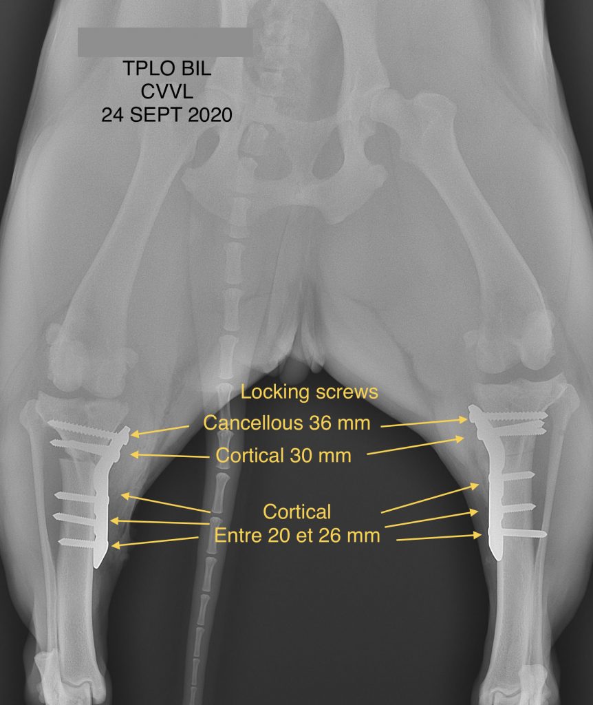 Radiographie double TPLO