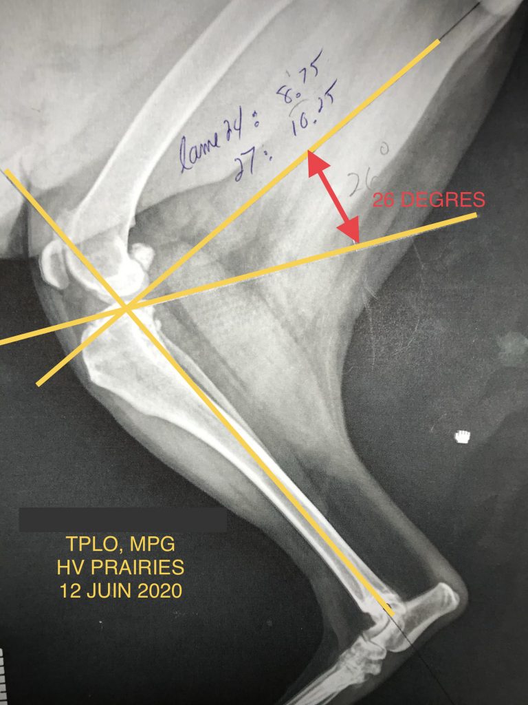 Correction rupture ligament croisé - Richard Bousquet Vétérinaire mobile