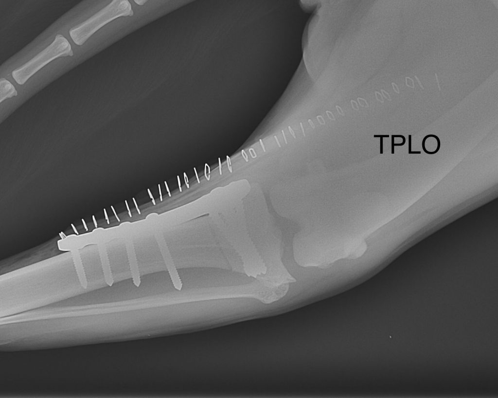 Radiographie d'une TPLO de la patte arrière gauche chez un chien