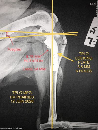 Radiographie évaluation TPLO